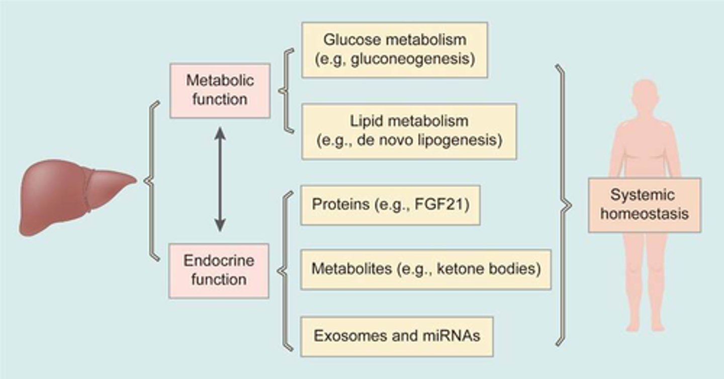 <p>produce and release plasma proteins:</p><p>1. prothrombin</p><p>2. fibrinogen</p><p>3. albumin</p><p>4. factor III</p><p>5. lipoproteins</p><p>also release nonessential amino acids.</p>
