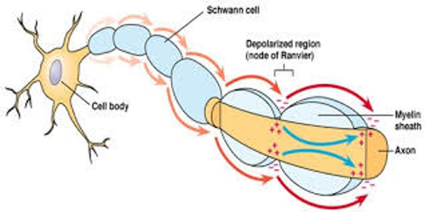 <p>(B) I and III only</p><p>Each of the following statements are true:</p><p>I. The Nodes of Ranvier are breaks in the Myelin Sheath</p><p>II. The electrical impulses jump from <strong>node to node</strong>, known as Saltatory Conduction.</p><p>III. That Myelin is produced by Schwann Cells in the PNS and Oligodendrocytes in the CNS.</p>