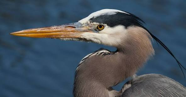 <p>longer than head </p><p>heron </p><p>humming bird </p>