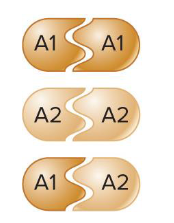 <p>Fill in the blank….</p><p>A1A2 heterozygotes can produce homozygous and heterozygous ( ), i.e. A1A1, A2A2, and A1A2. Homozygotes (A1A1 and A2A2) can only produce homozygous pairs. For some proteins, the ( ) pairing may have better functional activity and gives the organism superior characteristics.</p>