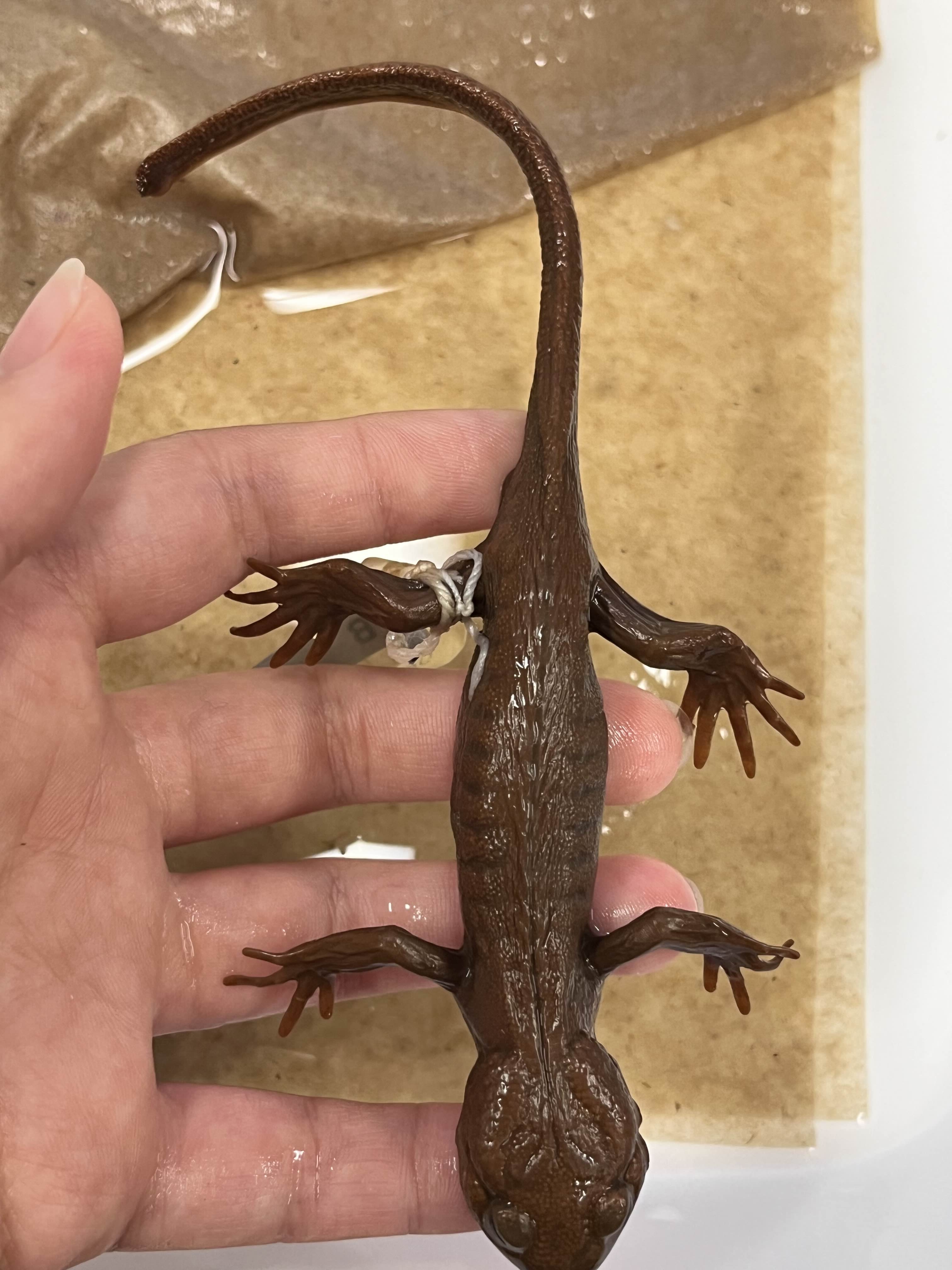 <p>Family and Genus + Species?</p><ul><li><p>Uniform color</p></li><li><p><strong>Large parotoid glands</strong></p></li><li><p>Defined costal grooves</p></li><li><p>NW coastal Cali</p></li></ul><p></p>