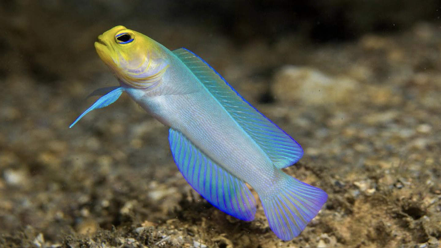 <p>WHAT FISH IS THIS</p>