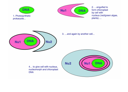 <p>Secondary endosymbionts - acquired by another lateral gene transfer event. multiple of these happened seeing as there are both red and green protists. </p><p>Secondary endosymbiosis explains the mysterious fourth genome, the nucleomorph, seen in chlorarachniophytes and cryptophytes. 4 membrane chloroplast and 2 membranes = nucleomorph which has happened twice in evolution (at least).</p>