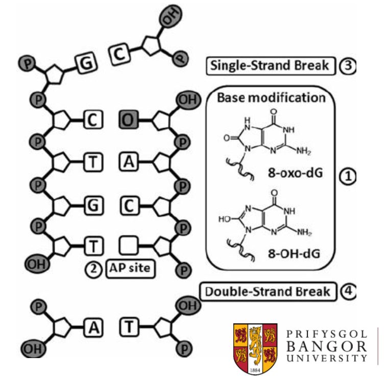 <p>Oxidative base modifications are chemical modifications of DNA. Tell me more about them.&nbsp;</p>