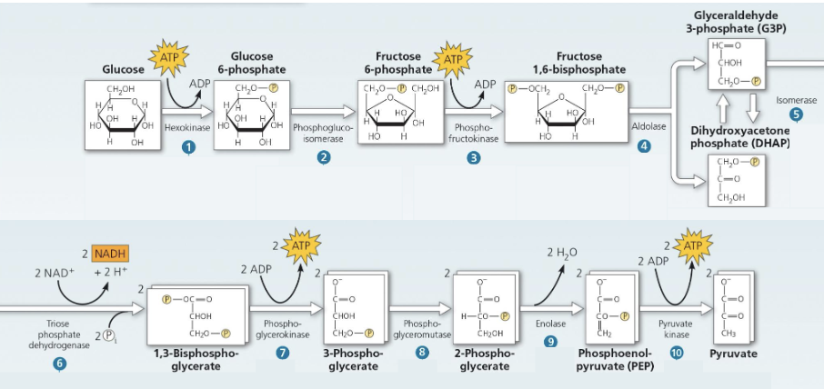 <ul><li><p>sugar spltting: glucose (6C sugar) is split into two 3C sugars</p></li><li><p>the 3C sugars are then oxidized and rearranged to form 2 pyruvates used in the next steps of cellular respiration</p></li></ul><p>Note:</p><ul><li><p>Carbon is not loss</p></li><li><p>Glycolysis occurs with or without oxygen; if oxygen is present, it will proceed into the rest of aerobic respiration</p></li></ul><p></p>