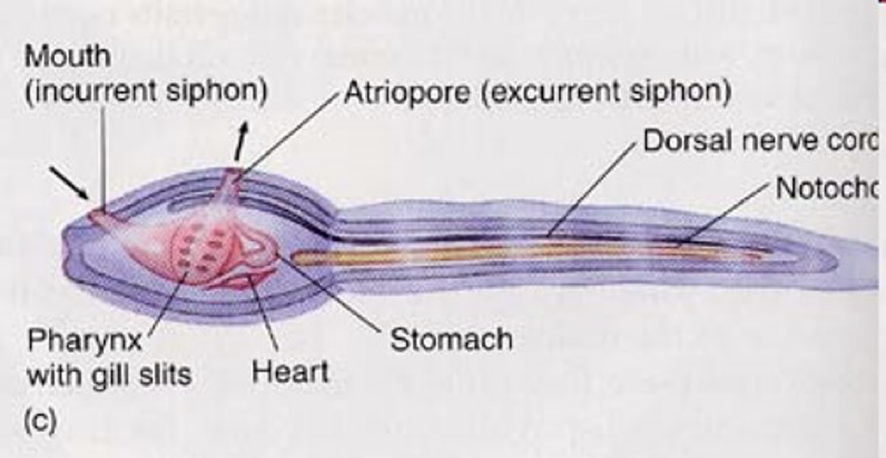 <p>Larval stage of Urochordata </p>