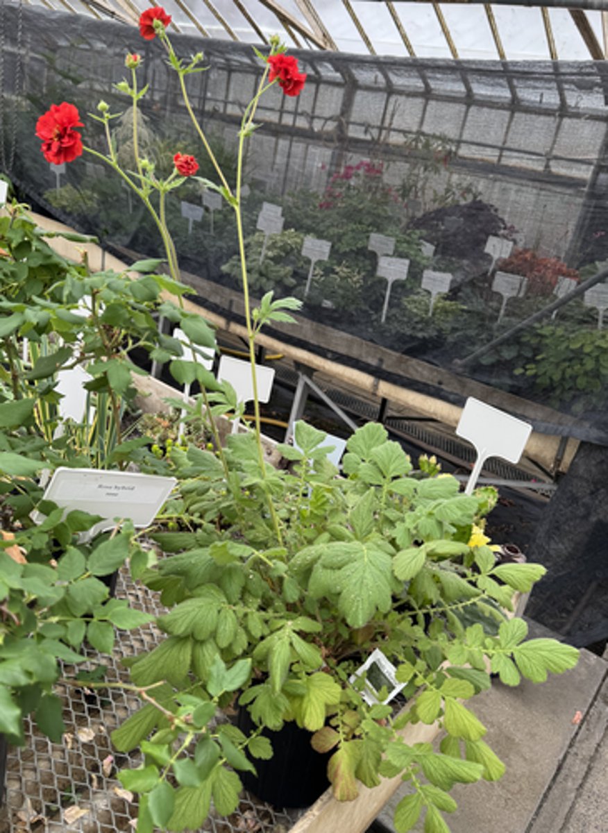 <p>What is the Latin name for this plant?</p>
