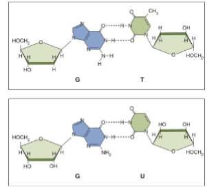 <p>maximizes the number of H-bonds and confers the antiparallel</p><p>AT with 2 H-bonds; CG with 3 H-bonds</p>