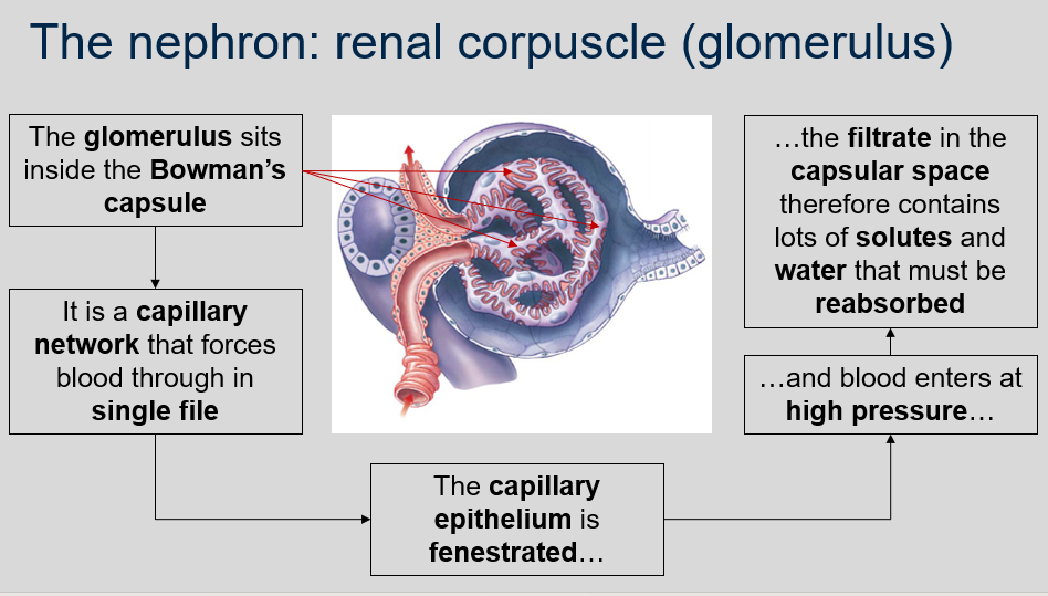 The glomerulus is a capillary network inside the Bowman's capsule that forces blood through in single file. The capillary epithelium is fenestrated and blood enters at high pressure, causing the filtrate in the capsular space to contain lots of solutes and water that must be reabsorbed. 