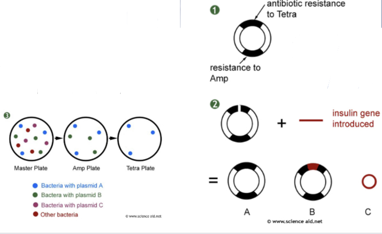 <ol><li><p>2 antibiotic resistance markers (e.g. amp and tetra) added to bacteria</p></li><li><p>Gene (e.g. Insulin) added in a break in antibiotic resistance marker to tetra</p></li><li><p>Make master plate of bacteria</p></li><li><p>Print onto plate with amp virus</p></li><li><p>Print onto plate with tetra virus</p></li><li><p>Bacteria that has resistance to amp but not tetra has the insulin gene</p></li></ol>