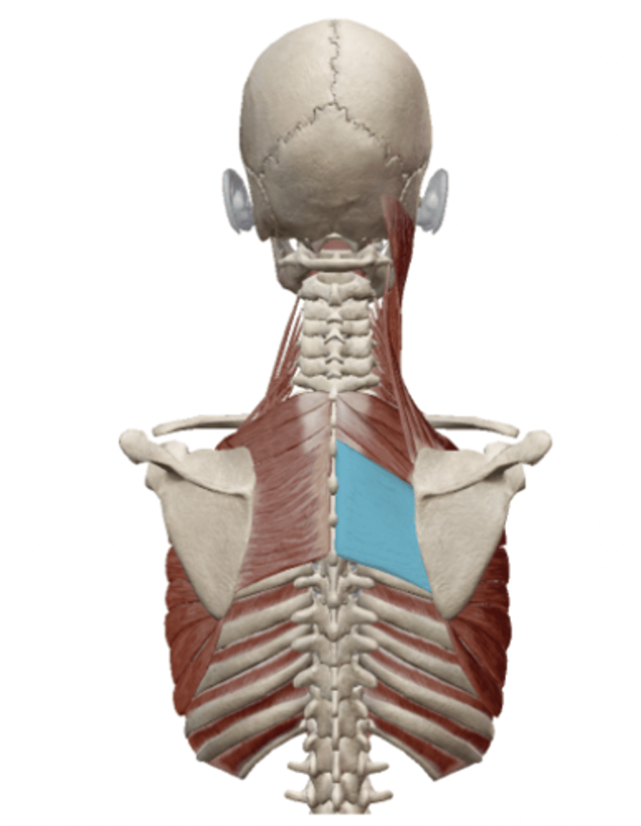 <p>What is the OIA of the rhomboid major</p>