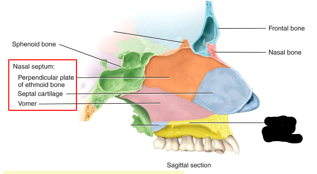 <p>What structure is this within the<strong> Nasal Cavity?</strong></p>