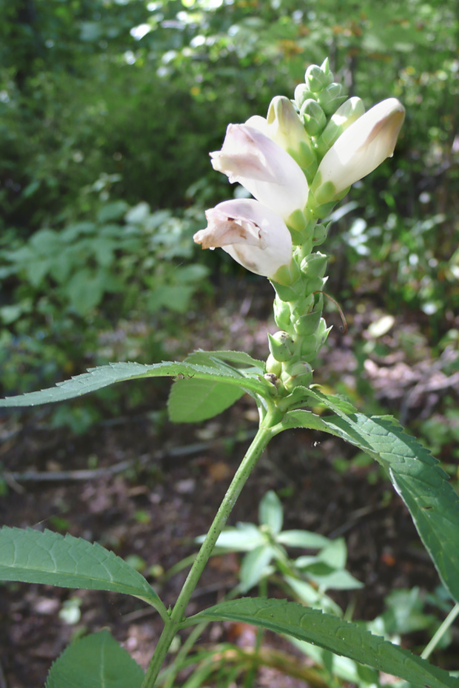 <p>white turtlehead A</p>