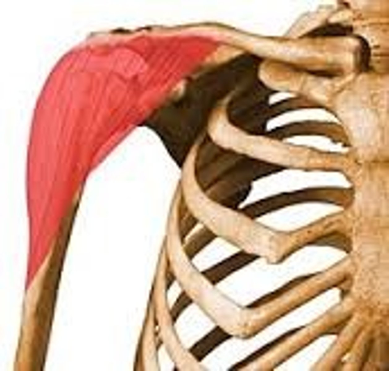 <p>anterior wraps around to posterior, visible from all angles of view, caps shoulder</p>