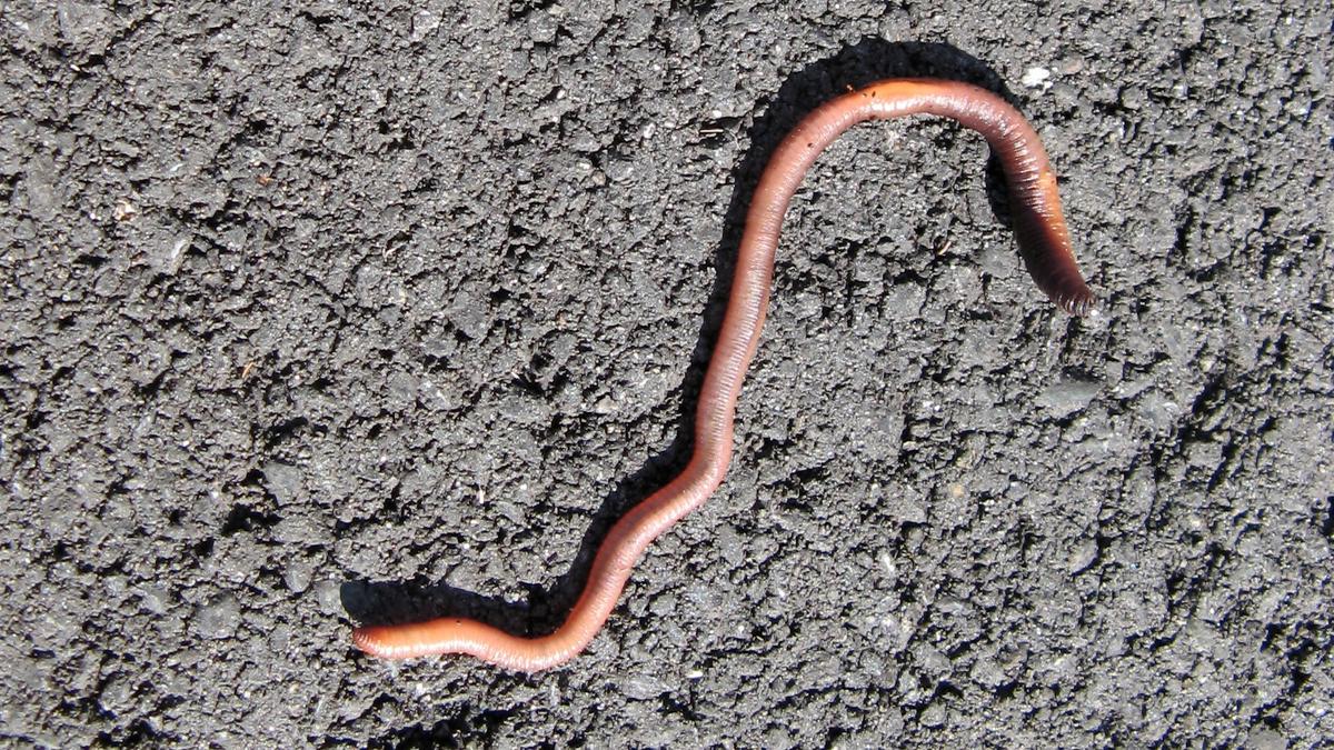 <p>Worm</p>