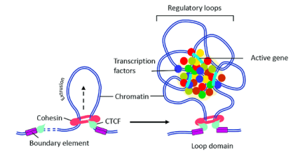 <p>a circular multi-protein complex that acts as a collar to form the TAD</p>