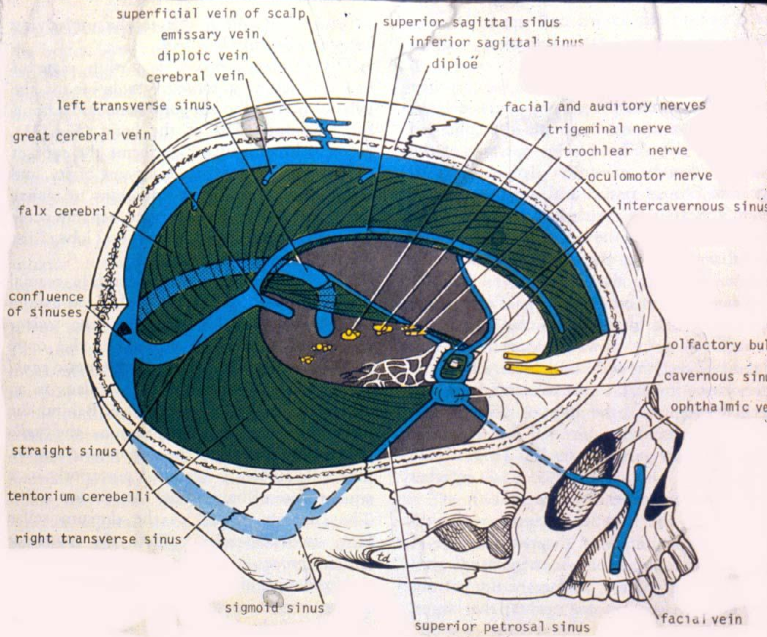 can see danger zone of the face, the ophthalmic vein would indeed drain into the cavernous sinus