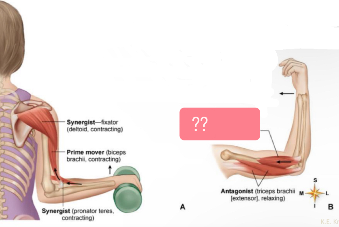 <p>What muscle?</p>