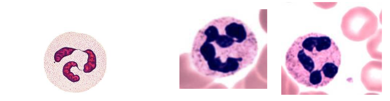 <p><span>What's another name for neutrophils?</span></p>