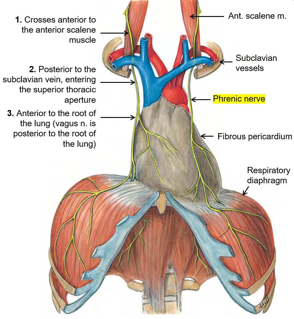 <ol><li><p>The <strong>phrenic nerve</strong> comes from <strong>C3, C4, and C5</strong> and moves <strong>downward</strong> in front of the <strong>anterior scalene </strong>(neck muscle).</p></li><li><p>It passes <strong>behind the subclavian vein</strong> and enters the <strong>top of the chest (superior thoracic aperture)</strong>.</p></li><li><p>The nerve moves <strong>in front of the lung root</strong>, while the <strong>vagus nerve</strong> stays <strong>behind it</strong>.</p></li><li><p>It reaches and <strong>controls the diaphragm</strong>, helping with <strong>breathing</strong>.</p></li></ol><p></p>