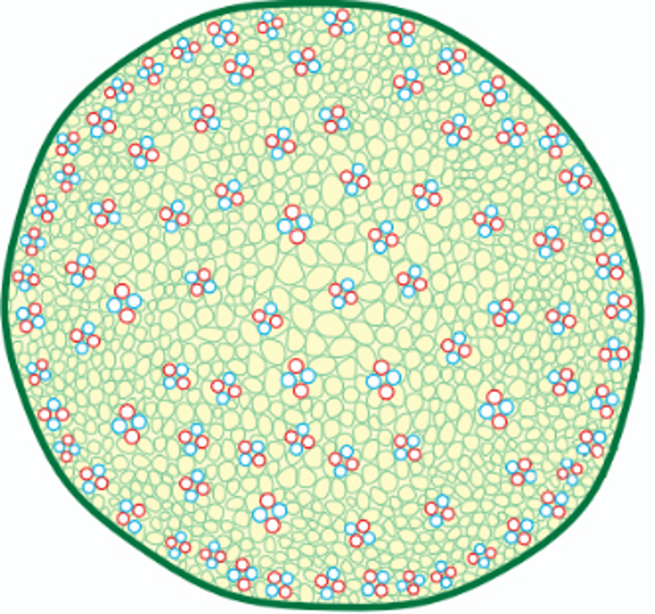 <p>Vedrør og silrør ligger sammen spredt i hele stengelen</p>