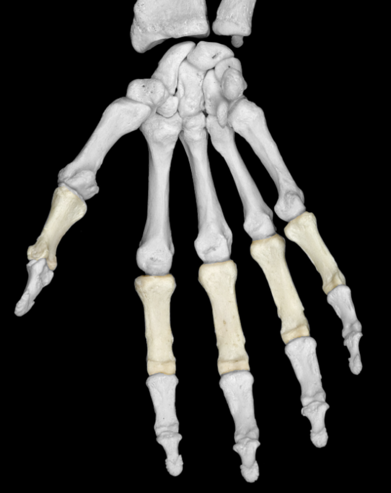 <p>singular term</p>