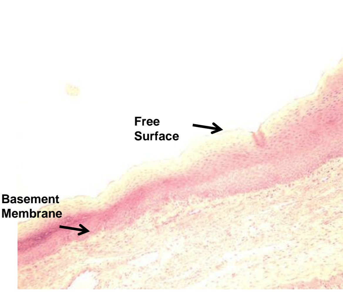 <p>what tissue is depicted in the image</p>