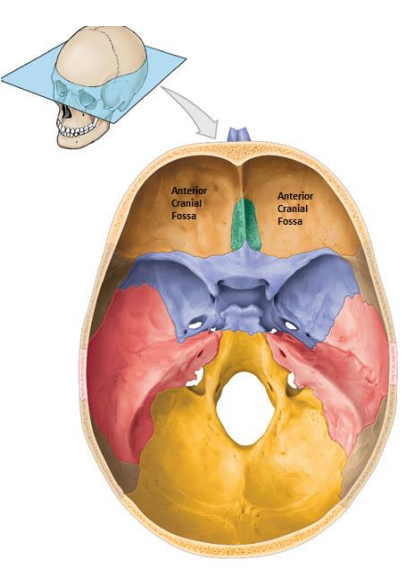 <p>Bones: </p><ul><li><p>Frontal bone</p></li><li><p>Ethmoid</p></li><li><p>Lesser wing of the sphenoid</p></li></ul><p>Contains:</p><ul><li><p>Frontal lobes of the cerebral hemispheres</p></li></ul>
