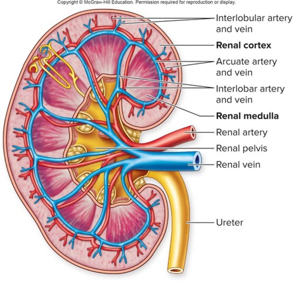 <p>Outer kidney layer for filtration and tubules.</p>