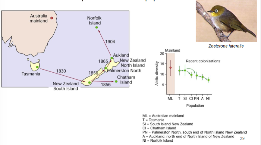 <p>if a population is founded by a small number of individuals, chance alone will cause different allele frequencies in the new population</p>