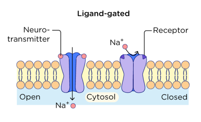 <p>A type of active channel that only opens to neurotransmitters binding to a receptor on the gate.</p>