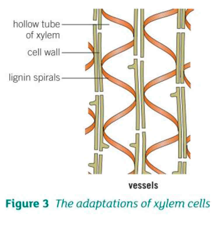 <ul><li><p>Xylem cells are alive when first formed but a chemical called lignin builds up spirals in the cell walls. The cells die and form long hollow tubes that allow water and mineral ions to move easily through them </p></li><li><p>Spirals and rings of lignin make the cells very strong to withstand the pressure of water moving up the plant. They also help to support the plant stem</p></li></ul>