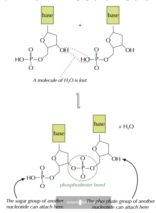 <p>a water molecule is lost and a covalent phosphodiester bond is formed</p>