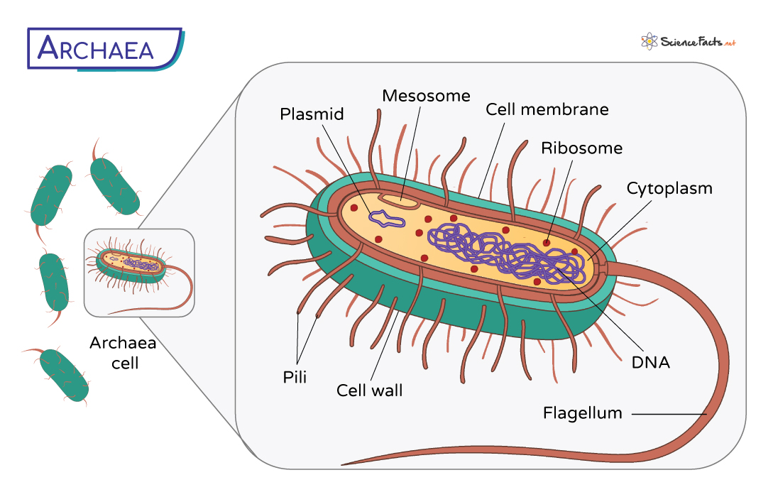 <ul><li><p>Prokaryotes </p></li><li><p>No nucleus </p></li><li><p>Extremophiles (can survive in extreme conditions)</p></li><li><p>Cell wall &amp; histone-like proteins in DNA</p></li><li><p>Membrane lipids with branched hydrocarbons </p></li><li><p>Circular chromosomes </p></li><li><p>No nuclear envelopes </p></li><li><p>No membrane-bound organelles </p></li></ul><p></p>