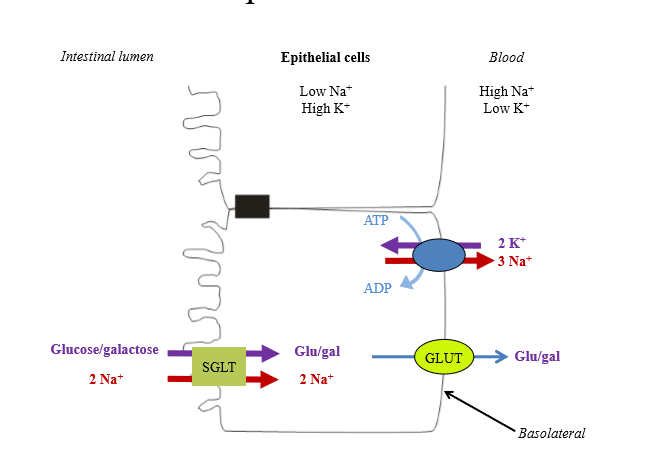 <p>- Carried into enterocyte by sodium dependent glucose transporter (SGLT)</p><p>- Secondary active transport pathway - uses sodium gradient to drive glucose absorption</p><p>- Sodium gradient facilitated by Na+/K+ ATPase</p><p>- Sodium moves into basolateral surface by GLUT transporter</p>