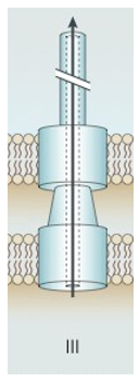 <p>1 stage</p><p>Sec independent</p><p>Nanosyringes produced by Gram - pathogens, Infection by injection, translocate proteins from the bacterial cytoplasm across 3 membranes to host cytosol. ATP dependent. Silimar to flagellar synthesis apparatus which is also made by T3SS.</p><p>3 Main Parts;</p><ol><li><p>Basal Body; 2 IM/CM and 1 OM protein</p></li><li><p>Needle; long filamentous single protein forms a hollow channel for virulence factors to travel.</p></li><li><p>Needle tip and pore proteins; complex of protein that dock pore in host cell.</p></li></ol><p></p>