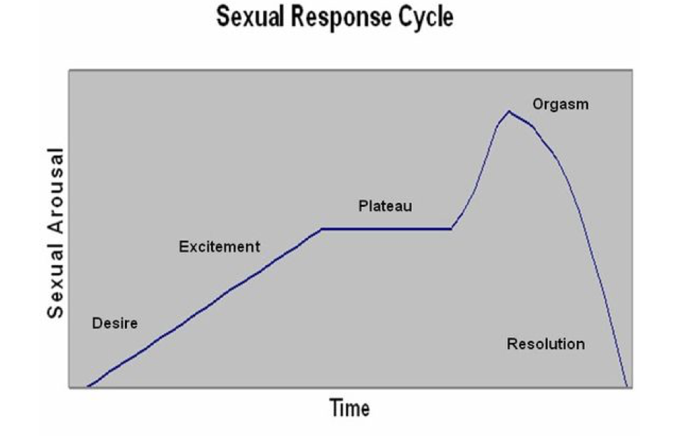 <ul><li><p>Similar events in both males and females </p></li><li><p>Excitement </p></li><li><p>Plateau </p></li><li><p>Orgasms </p></li><li><p>Resolution </p></li></ul><p></p>