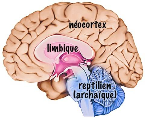 <p>Néocortex/cortex</p>