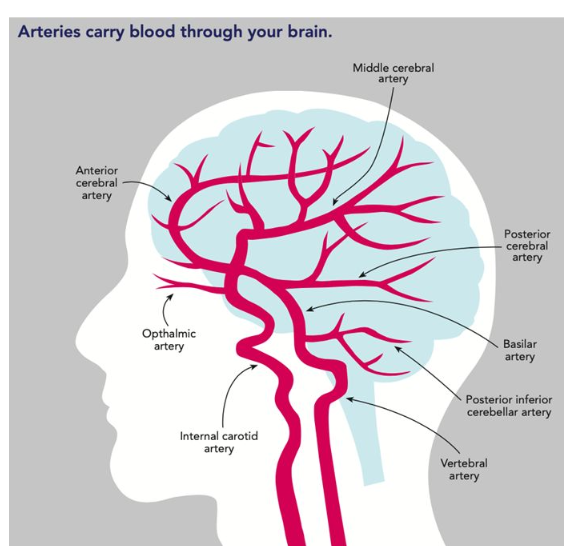 <p>Damage to blood supply </p>