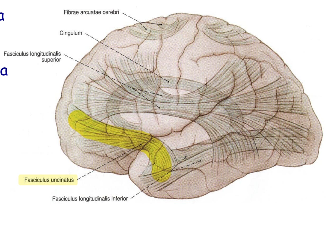 <p>Frontal lobun altyüzünde bulunan gryi orbitalesi ve broca konuşma alanının temporal lobun polusuna yakın ön kısımlara bağlar. </p>