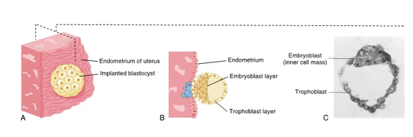 <ul><li><p>after a week of cleavage, the blastocysts consists of a layer of peripheral cells and a small inner mass of embryonic cells</p></li><li><p></p></li></ul><p></p>