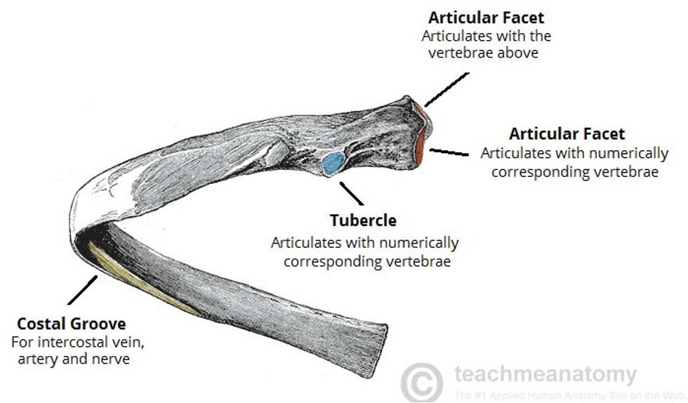<p>spine, ribs, sternum</p>