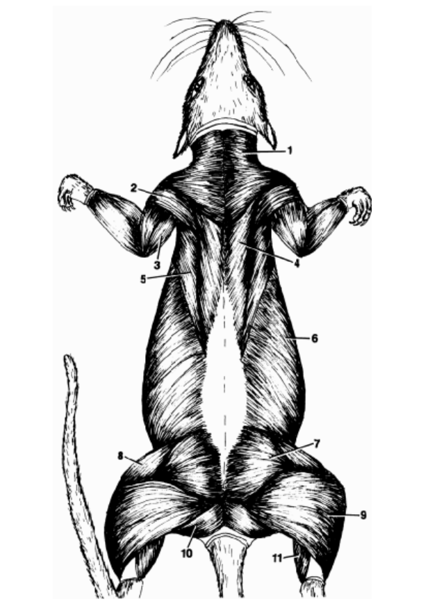 <p>Lets focus on the important <strong>muscles</strong>.<br>Where is…</p><p>Spinodeltoideus?</p>