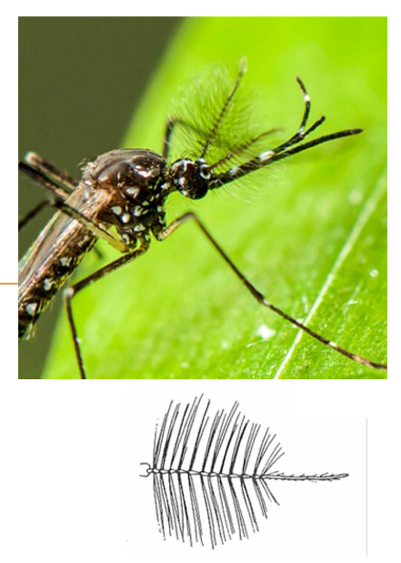 <p>Plumose Antennae</p>