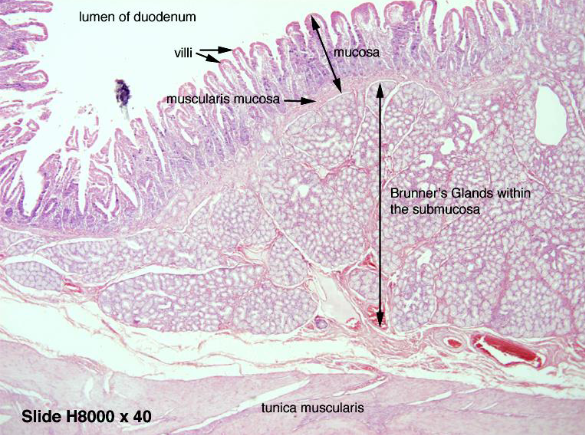 <p>duodenum</p>
