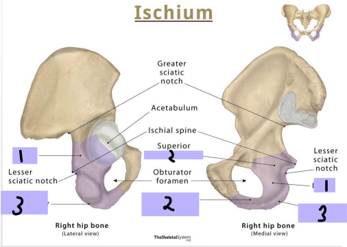 <p><strong>Ischium: ____ (#1)</strong></p><p>-Projects superiorly to join the ilium and superior pubic ramus </p>