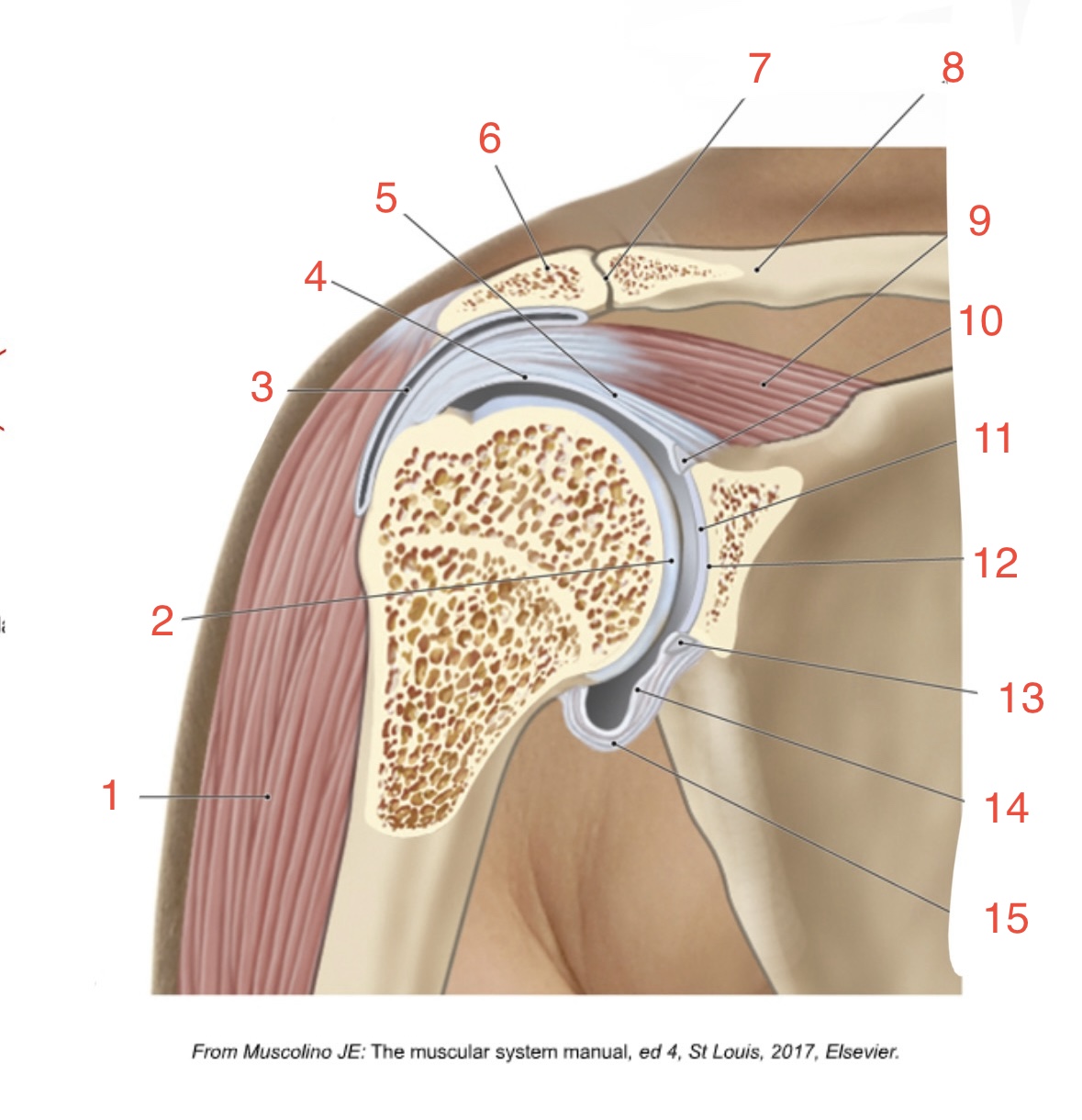 <p>13 </p>