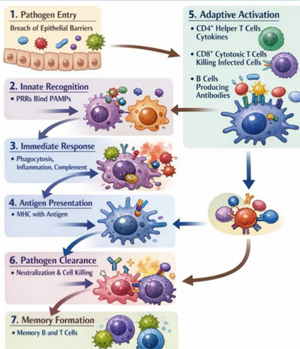 <p>Pathogen entry</p><p>Innate recognition, immediate response, antigen presentation, adaptive activation, pathogen clearance, memory formation</p>