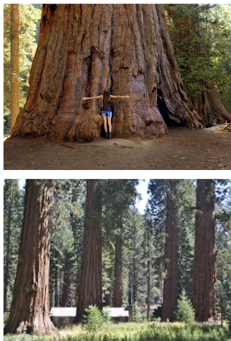 <p>California Redwoods (Giant Redwoods &amp; Coast Redwoods) </p>