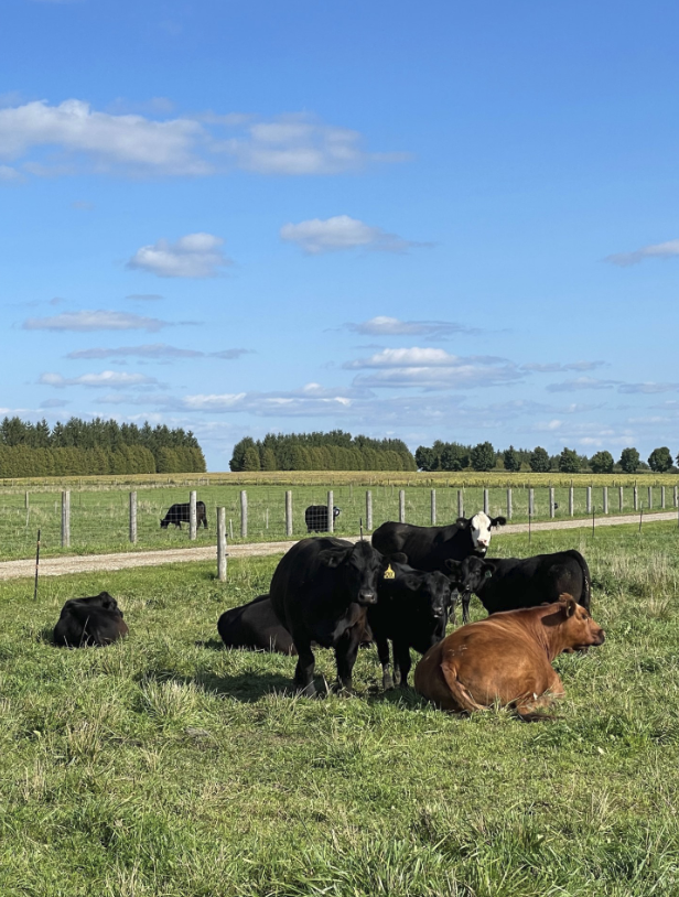 <p>The second step in the movement of beef cattle in the industry. <strong>Genetics obtained from seedstock are sold.</strong></p><p><strong><u>Goal: one healthy calf from each cow every year!</u></strong> → cows typically calve in late winter/early spring (when grass/pasture is available) and wean calves in the fall (high supply and low demand at this time) → wean calves at 500-600 lbs (~6 months) → some producers will choose to calve in fall due to short supply and high demand (but harder to feed).</p><p><strong><u>Largest number of producers</u></strong> → note: may also be part of other parts of industry (e.g. seedstock or backgrounder).</p><p><strong><u>Typically on lower quality land</u></strong> → can grow forage or pasture but <em>not grain</em>.</p>